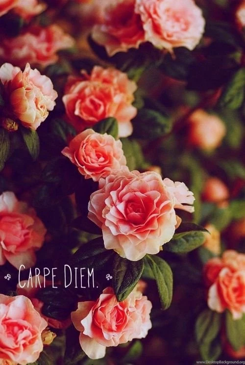 Wallpapers On Pinterest