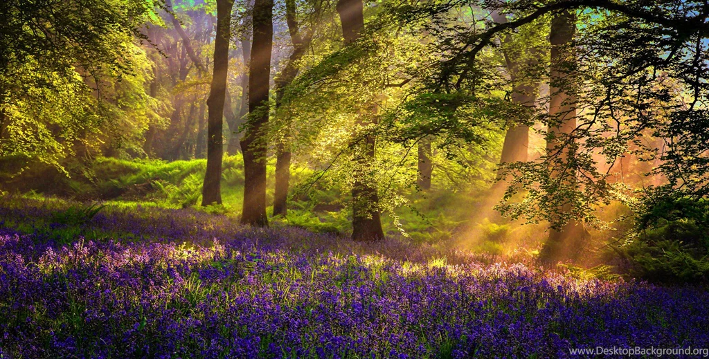 Amazing Nature Wallpapers, Plants, Hd Landscape Wallpapers, Sky ...