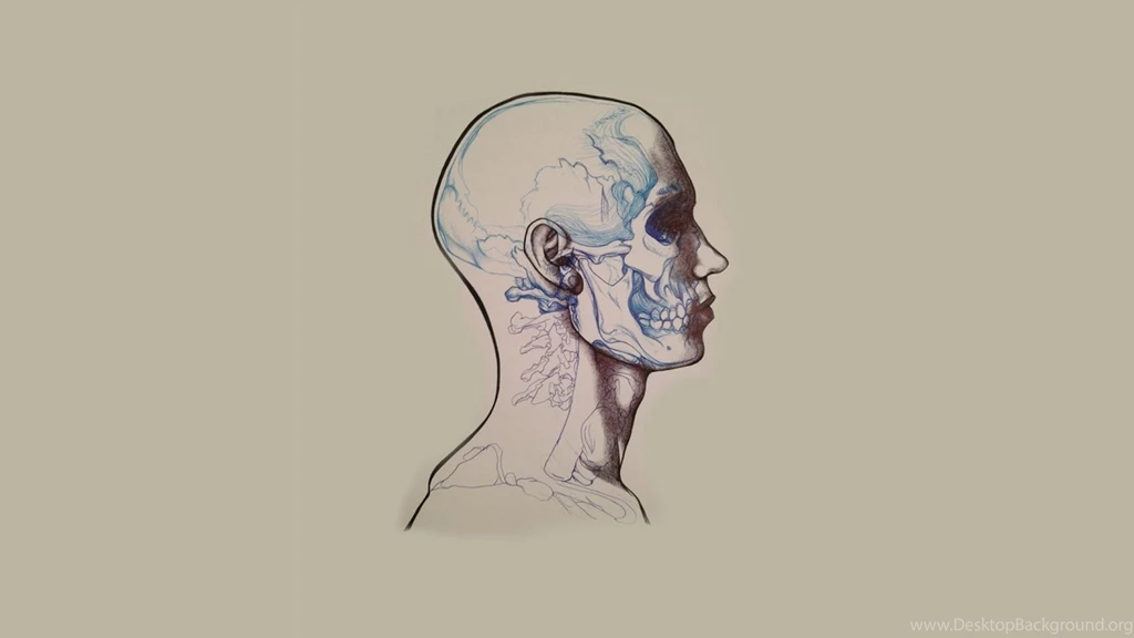 1366x768 Anatomy Drawing Desktop PC And Mac Wallpapers