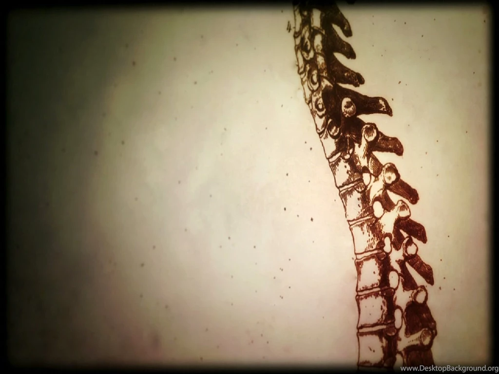 Anatomy, Spine, Drawings, House M.D. :: Wallpapers