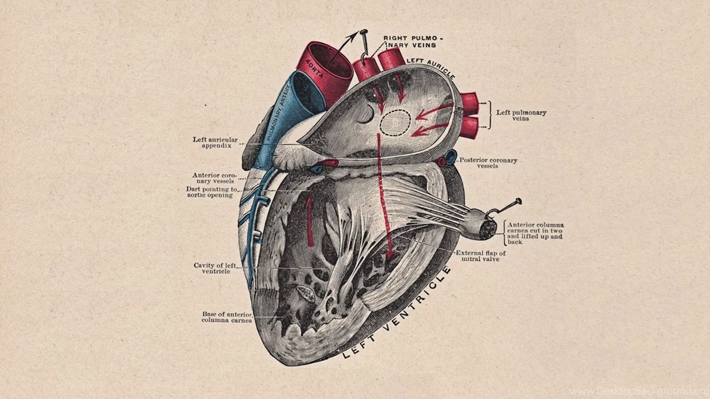 Heart Anatomy HD Wallpapers