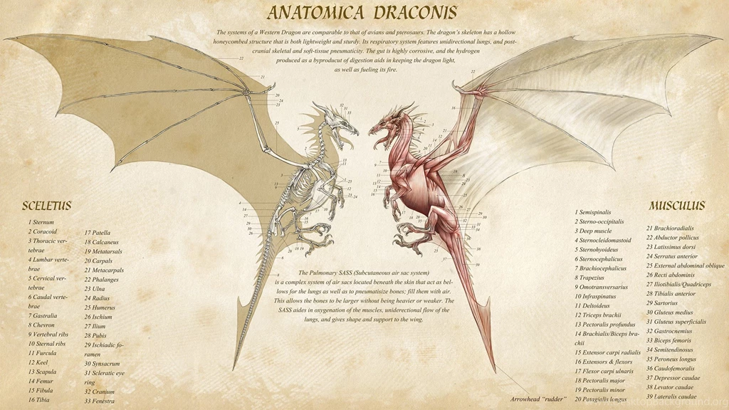8 Anatomy HD Wallpapers