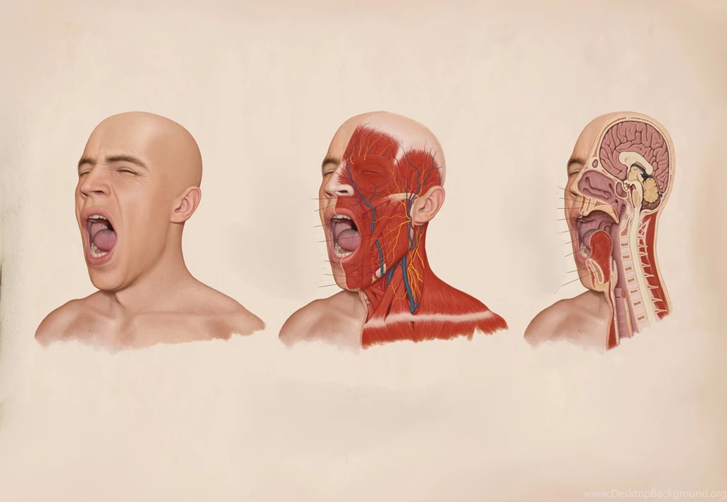 Anatomy Computer Wallpapers, Desktop Backgrounds