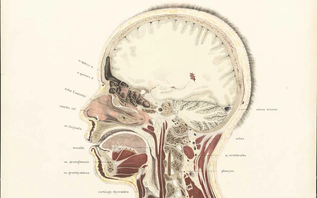 Download Anatomy Wallpapers 1200x750