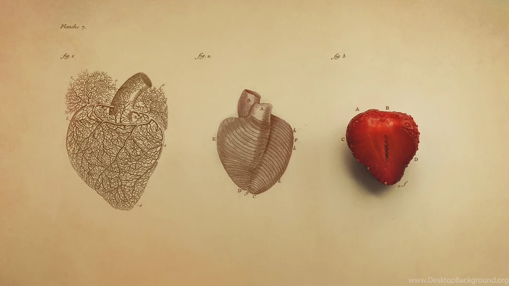 Anatomy Of Heart By Niux On DeviantArt
