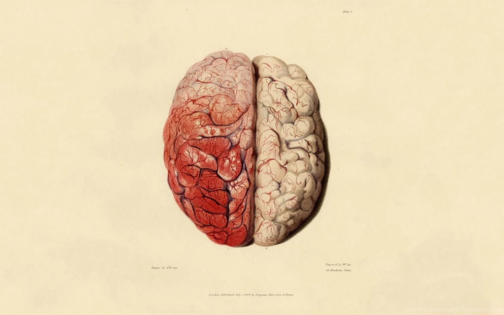 Anatomy Brain 1680×1050 Wallpapers 955950