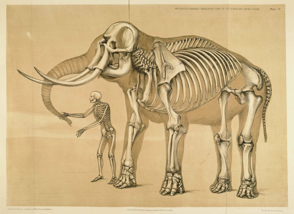 38 Anatomy HD Wallpapers