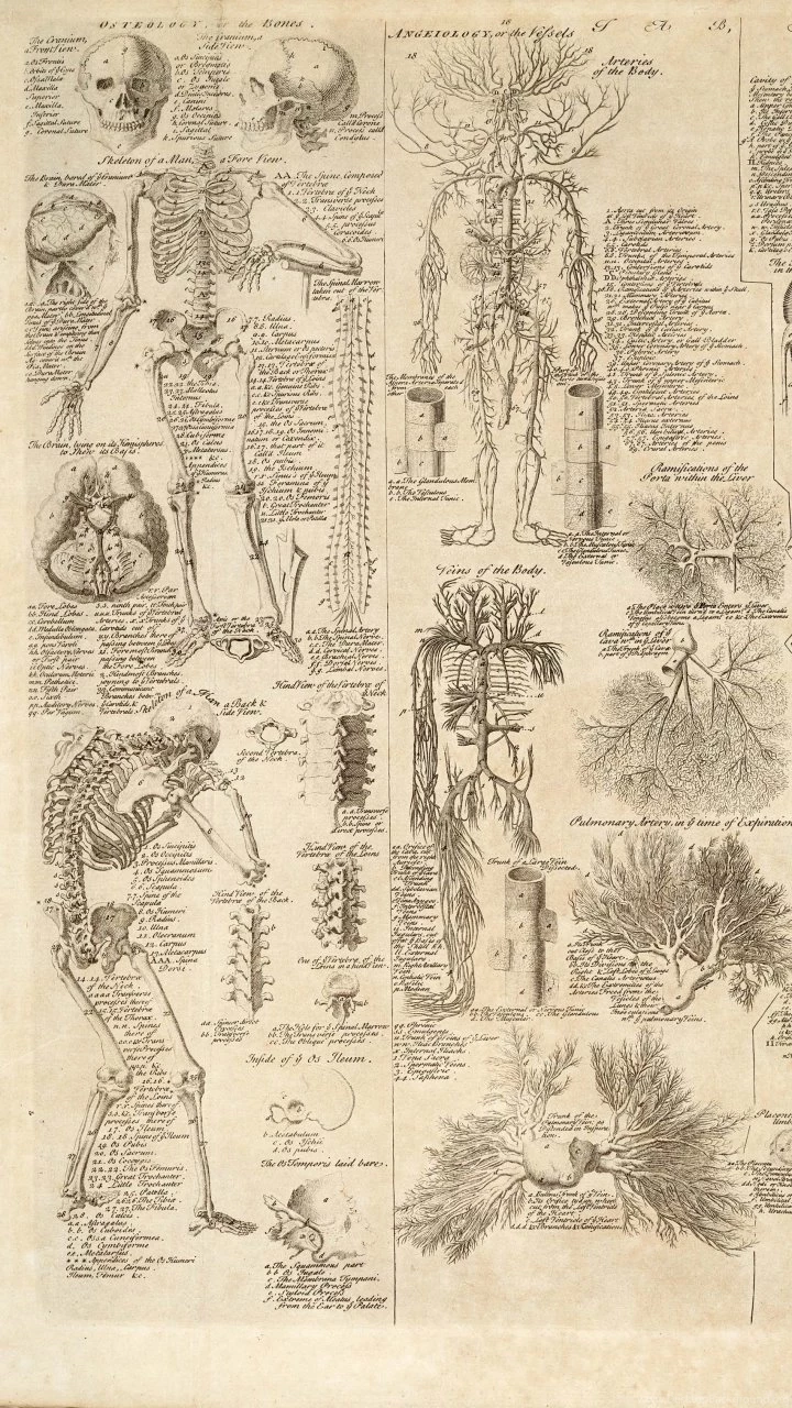 720x1280 Artistic/Anatomy Wallpapers ID: 583574