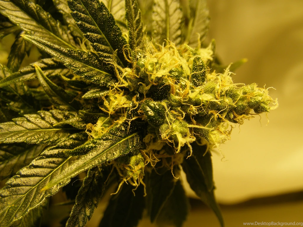 11 The Hawaiian Kush Cross High Resolution