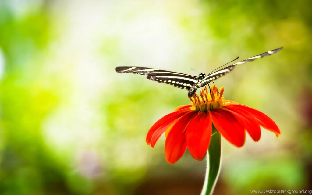 Butterfly On Flower Wallpapers