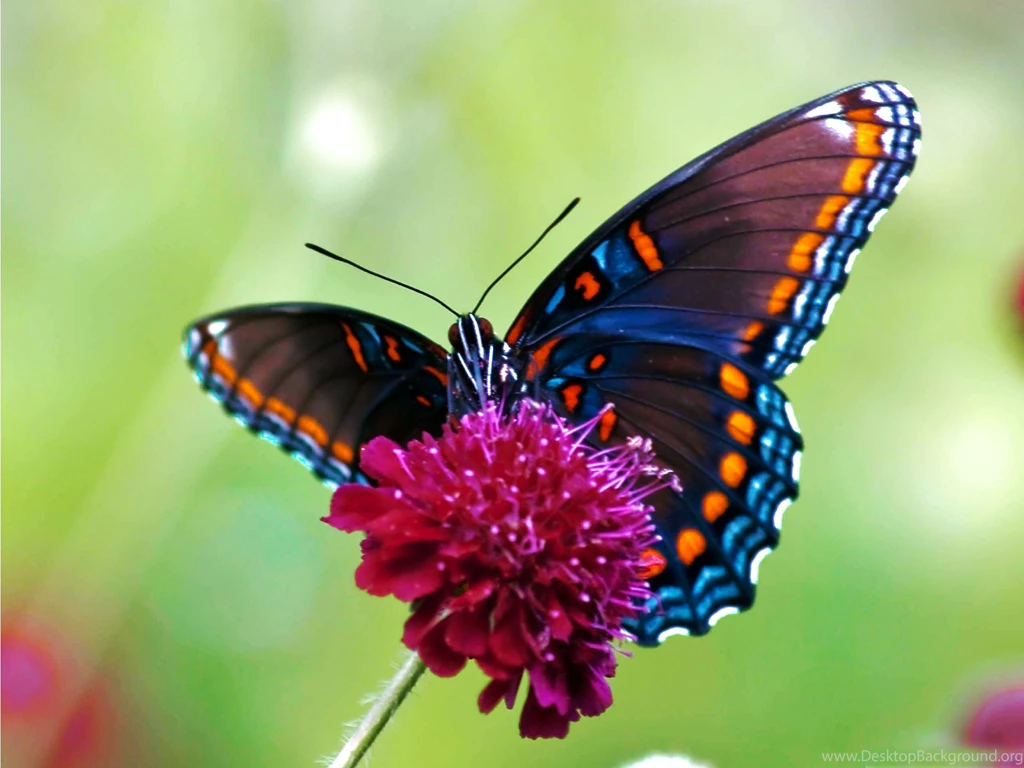 High Definition Butterfly Wallpapers For Free Download