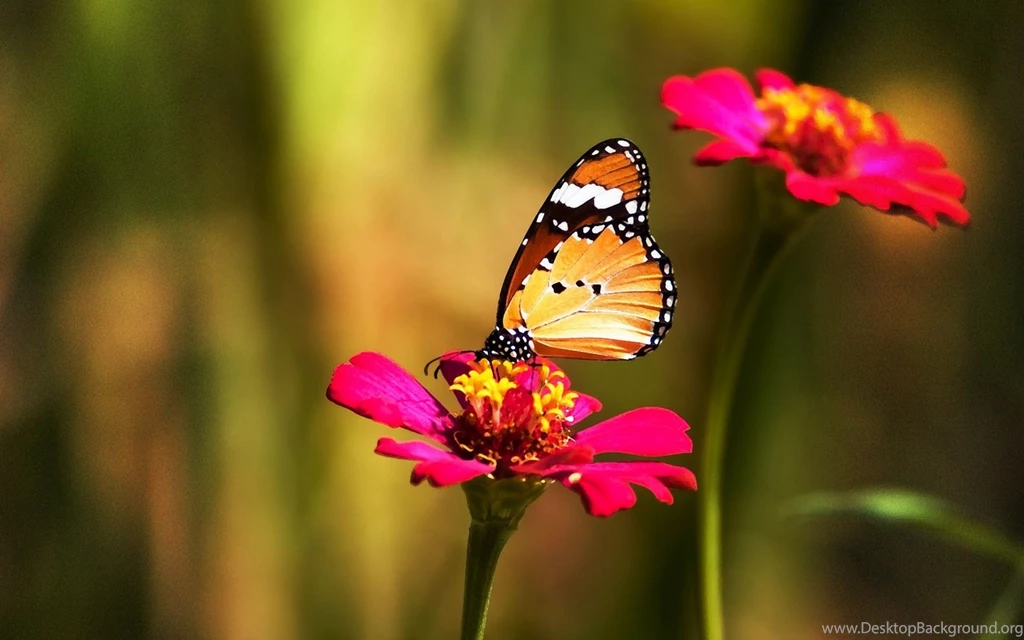 Beautiful Butterfly And Flower 4K Wallpapers HD For Desktop