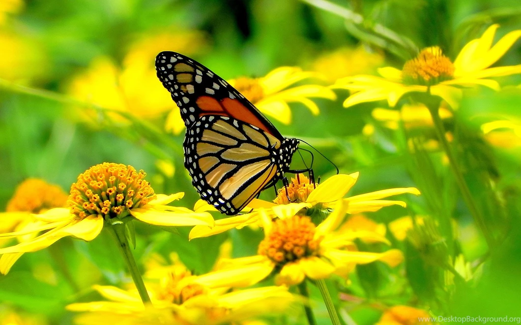 MONARCH BUTTERFLY FLOWERS Online Wallpapers HD