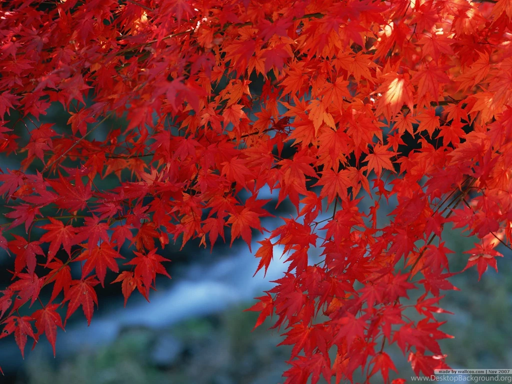 High Resolution Fall Foliages Photos   Vivid Fall Leaves 1600x1200 ...