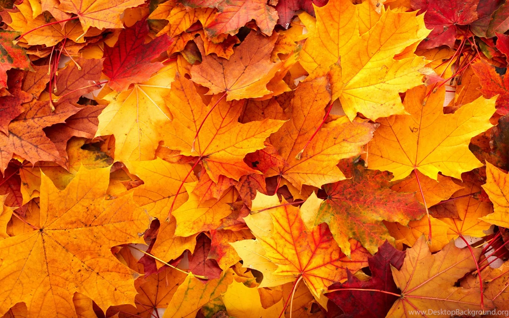 Download Fall Leaves Backgrounds 8423 2560x1600 Px High Resolution ...
