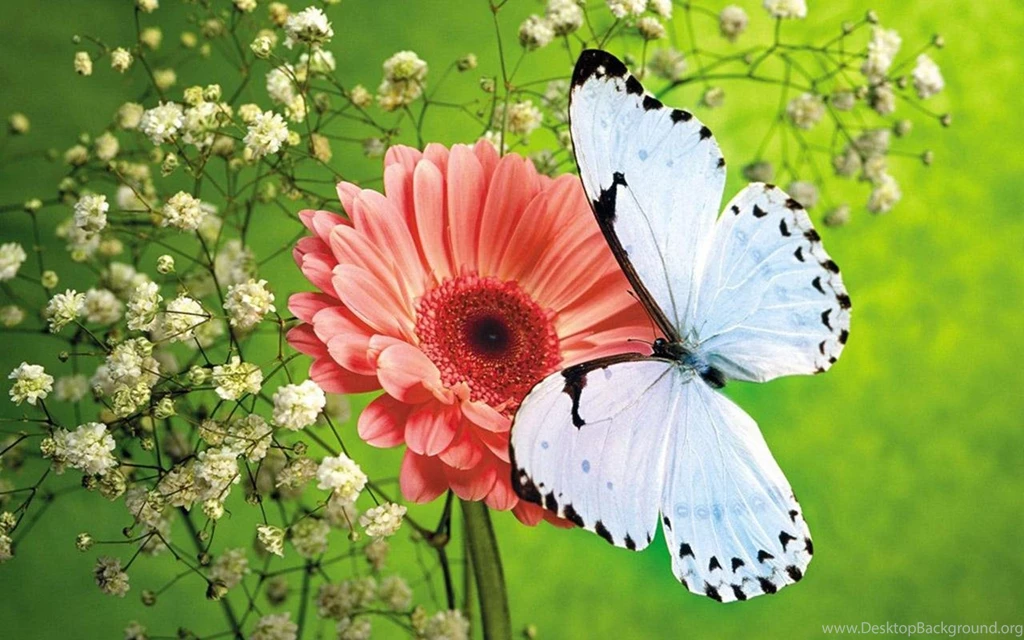 Download The Flowers Live Wallpapers Android Apps On NoneSearch.com