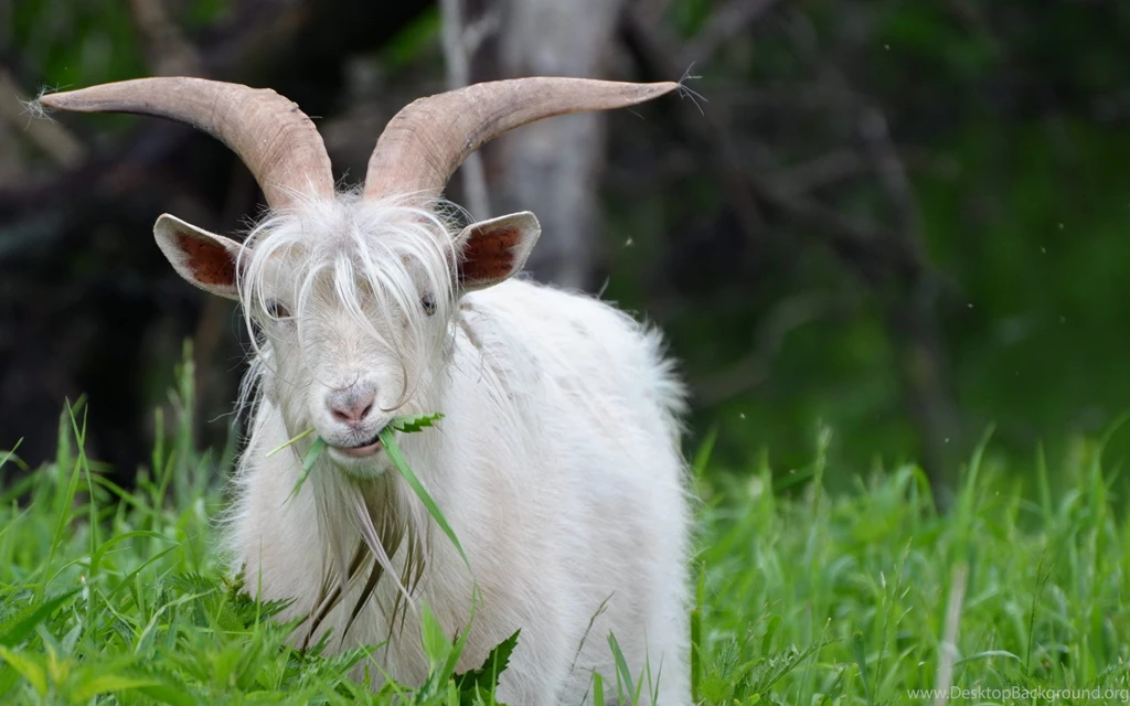 65 Goat HD Wallpapers