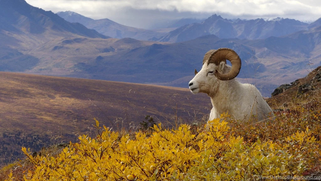 Goat Wallpapers   Animal Wallpapers