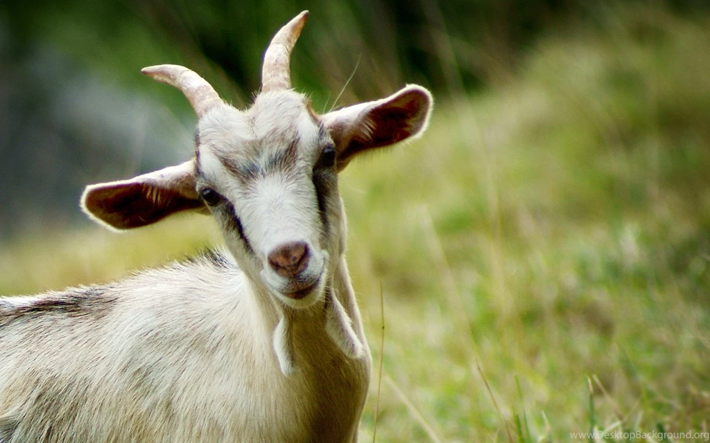 Goat HD Wallpapers
