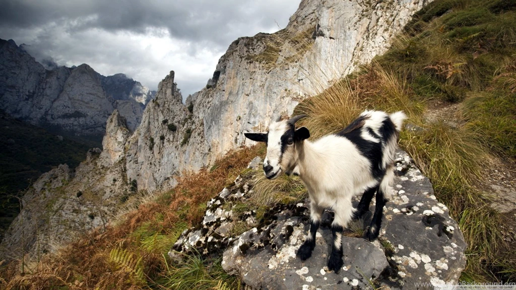 Black Goat HD Desktop Wallpapers : High Definition : Fullscreen ...