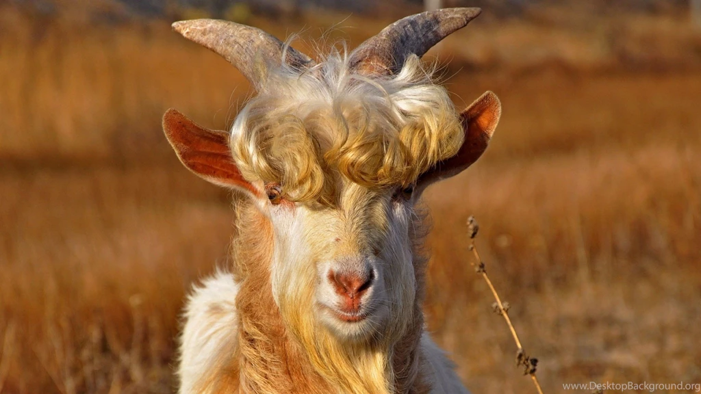 Download Wallpapers 2048x1152 Goat, Horns, Hair, Fur HD HD Backgrounds