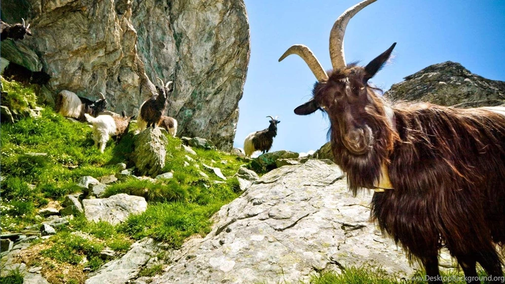 Goat Wallpapers   Android Apps On Google Play