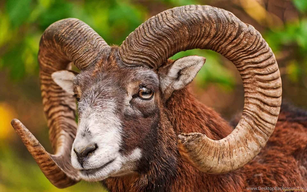 9 Bighorn Sheep HD Wallpapers