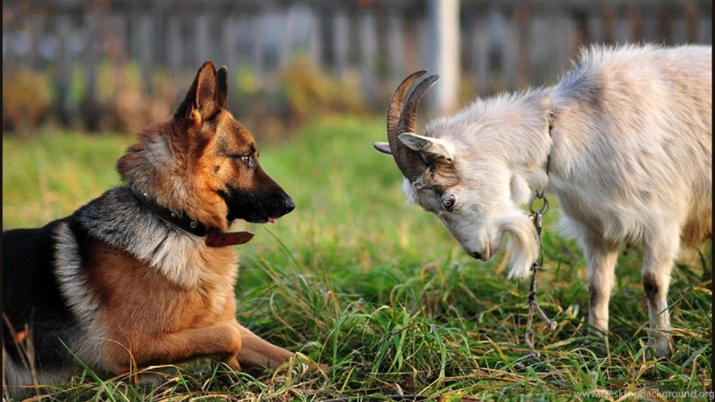 GERMAN SHEPHERD AND GOAT WALLPAPER   (
