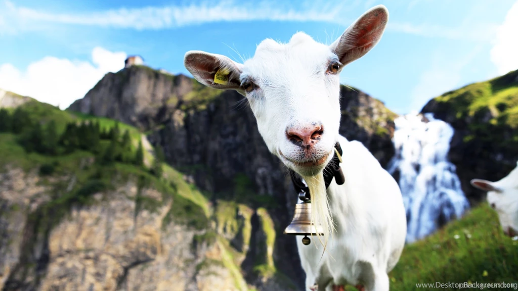 Funny Goat HD Wallpapers   IHD Wallpapers
