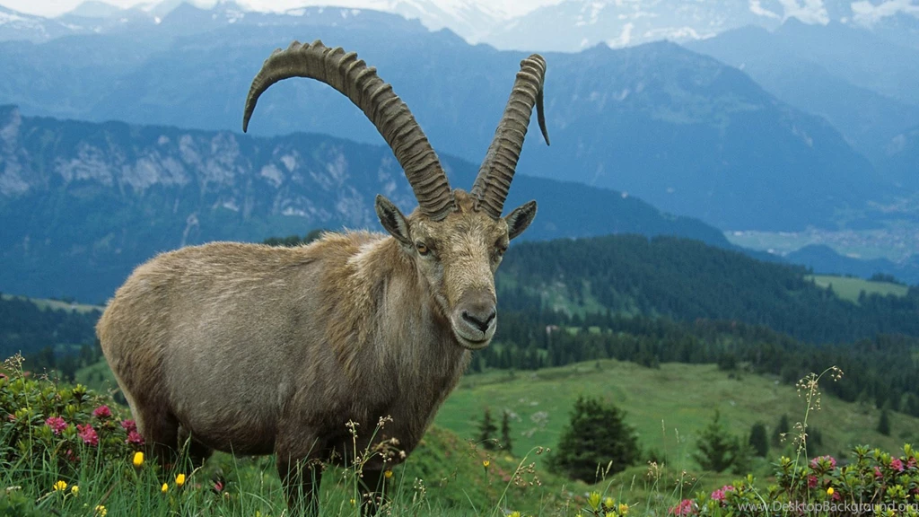 Download Wallpapers 3840x2160 Goat, Grass, Flowers, Walk, Sky 4K ...