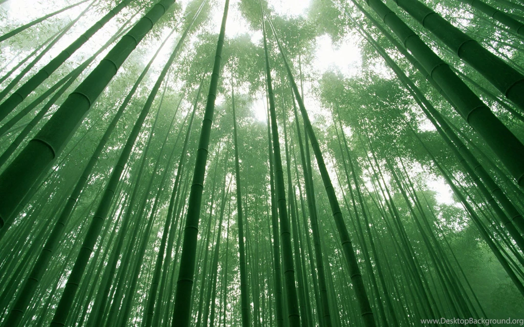 Bamboo Forest.jpg