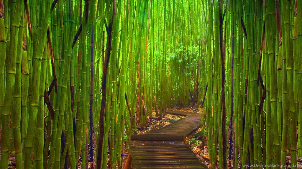 Bamboo Forest Drawing Wallpaper.