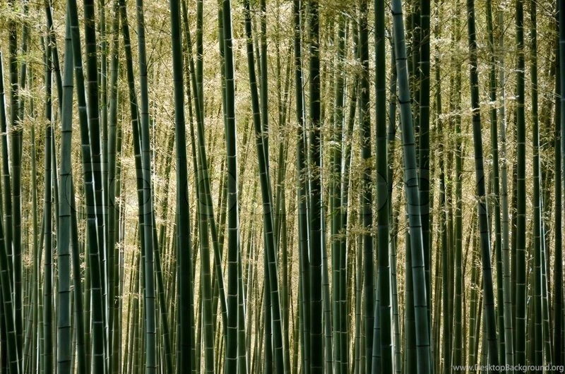 Backgrounds Of A Sunlit Green Japanese Bamboo Forest