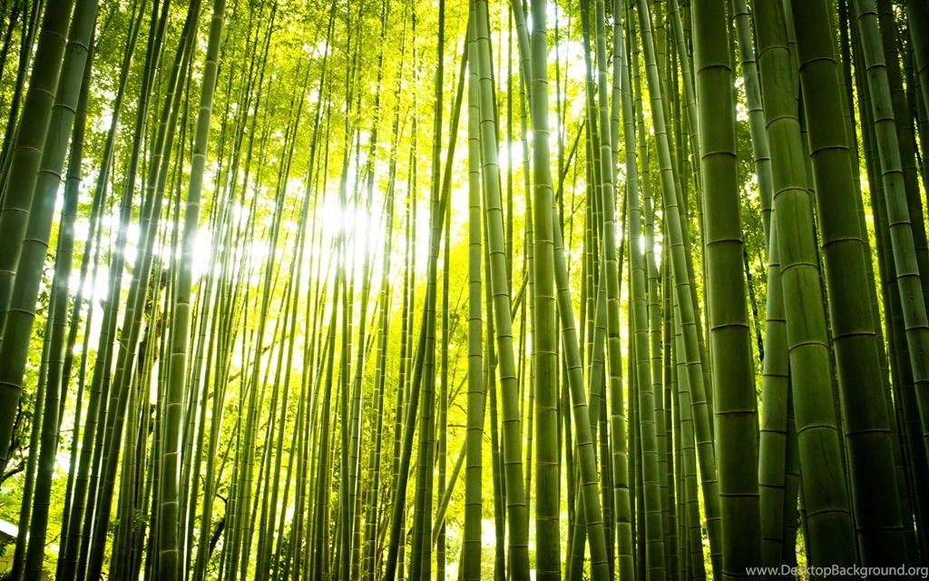 30 Bamboo Forest Wallpapers Pictures