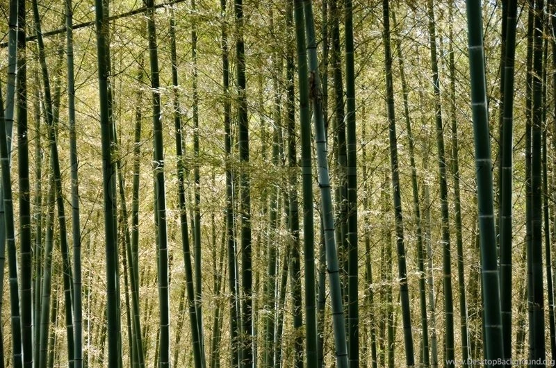 Backgrounds Of A Sunlit Green Japanese Bamboo Forest