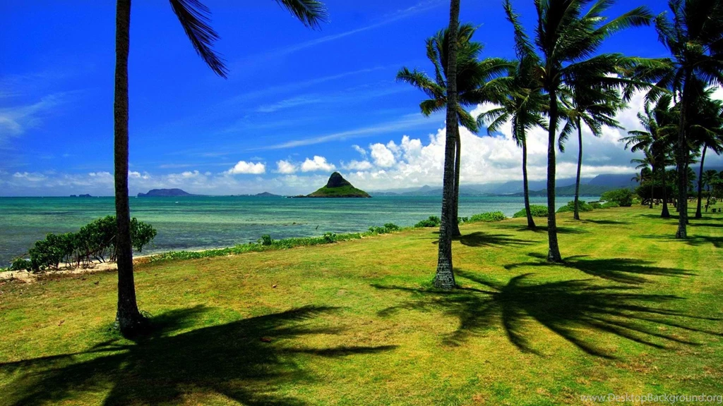 Hawaii Palm Trees Hats Oahu Wallpapers