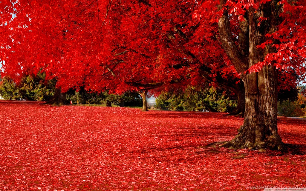 Red Autumn Wallpapers Full HD [2880x1800]   Free Wallpapers Full Hd ...