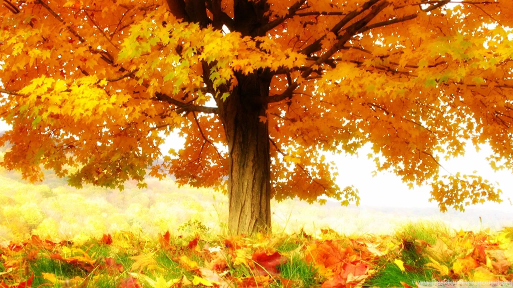 The Joy Of Autumn HD Desktop Wallpapers : Widescreen : High ...