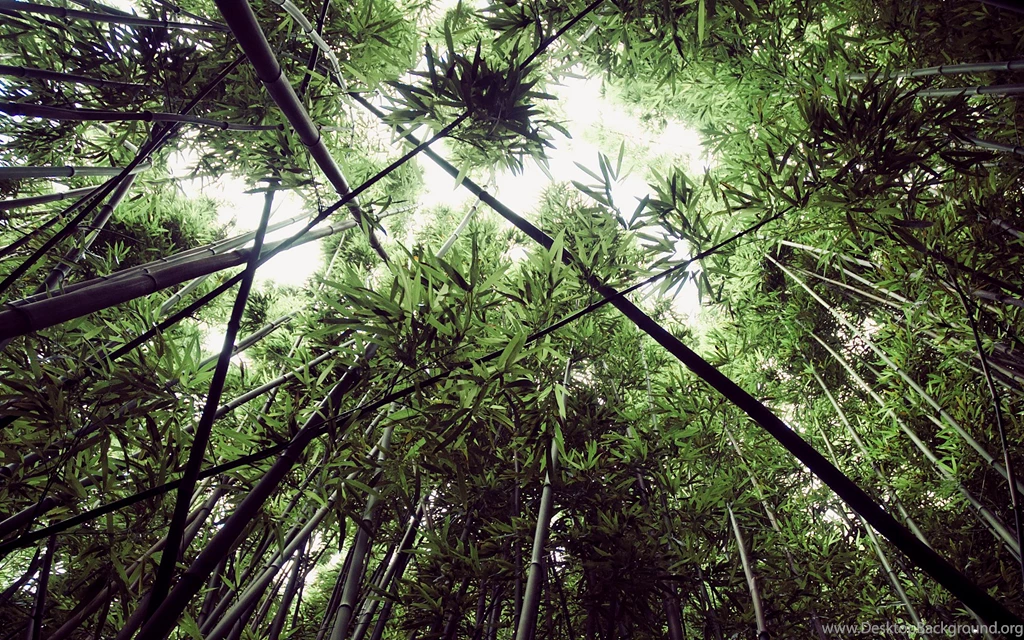 Daily Wallpaper: Bamboo Forest In Oahu, Hawaii [Exclusive]