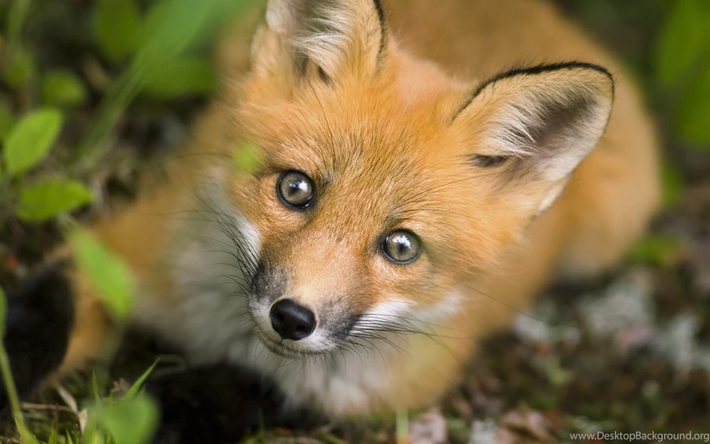 Fox Animal Photography Wallpapers 1920x1200 Wallpapers Download ...