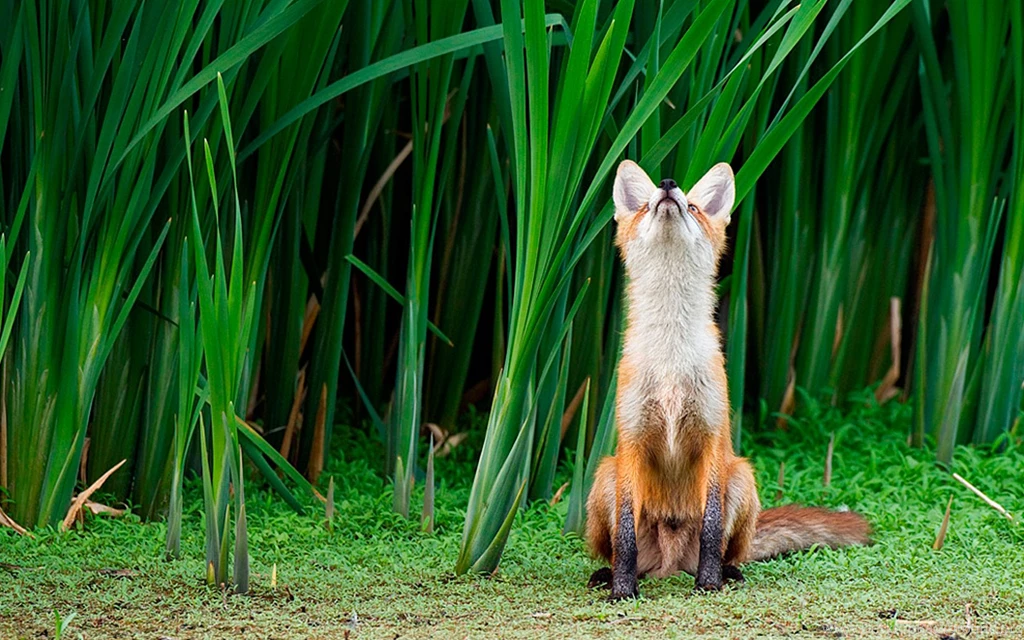 Fox Computer Wallpapers, Desktop Backgrounds