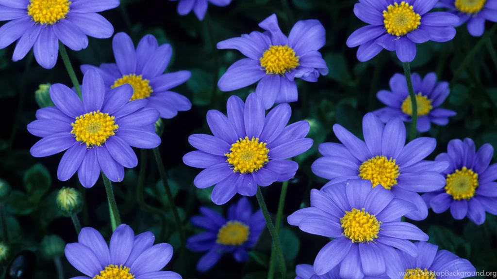 Flowers Wallpapers Download