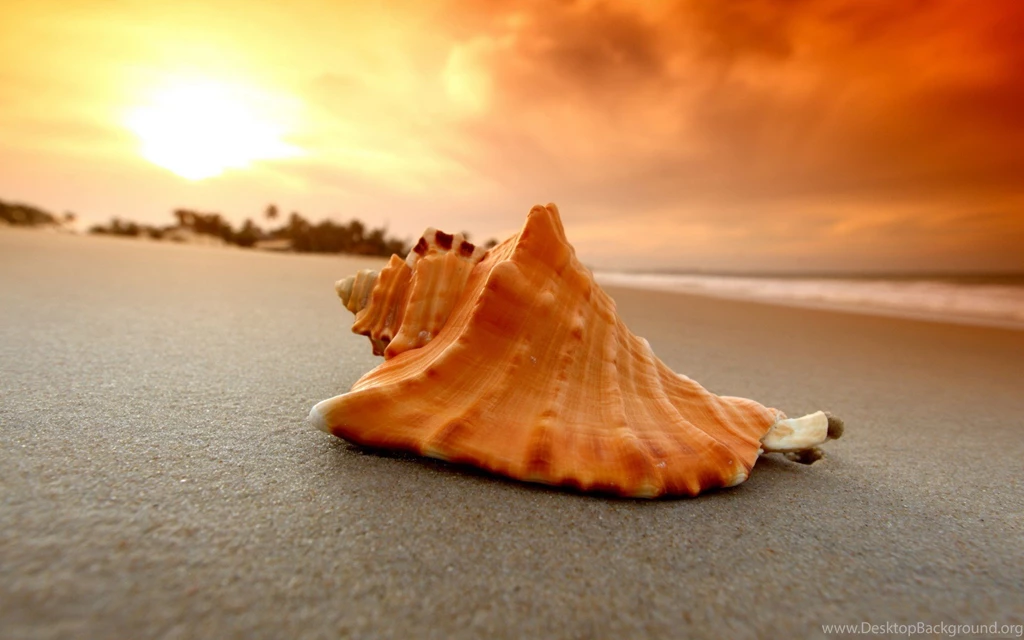 Sea Shell Wallpapers