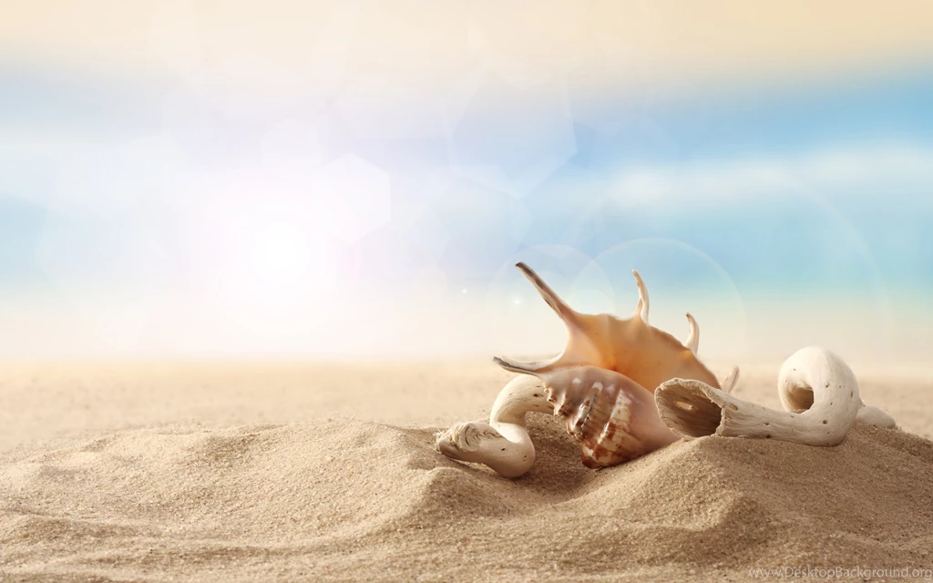 Shell Computer Wallpapers, Desktop Backgrounds