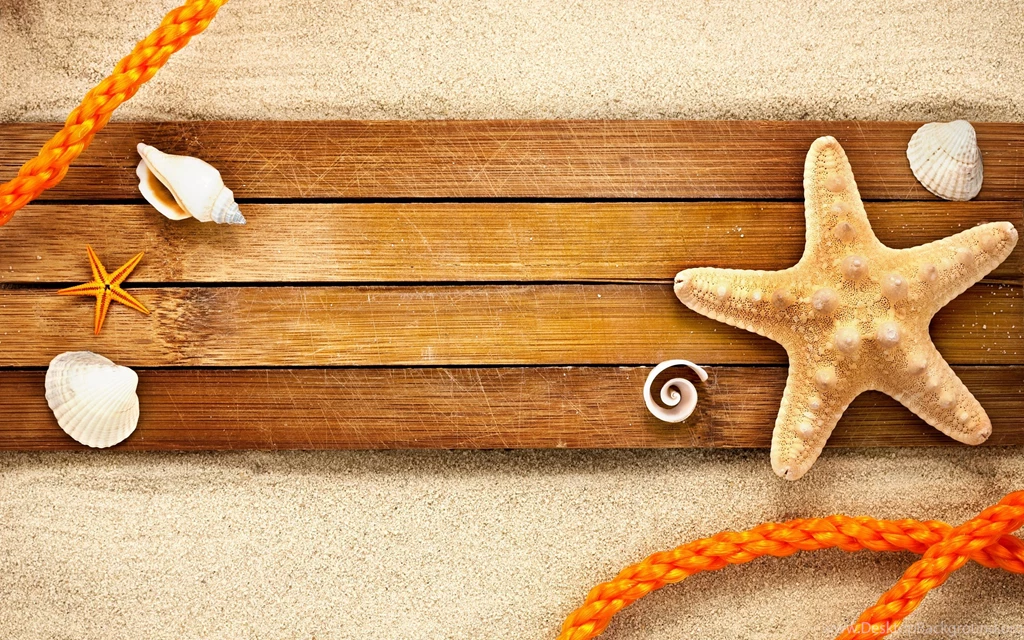 117 Shell HD Wallpapers