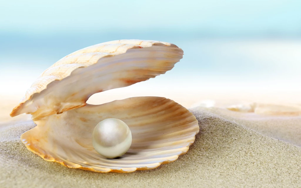 Shell Computer Wallpapers, Desktop Backgrounds