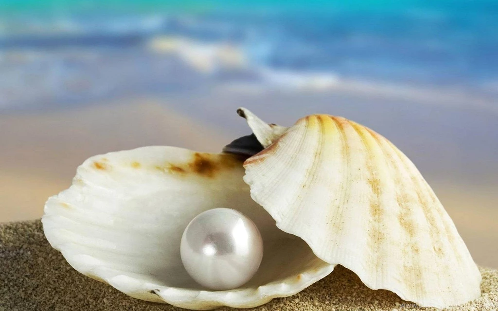 Wallpapers Shell And Pearl 1920 X 1200 Nature Flowers Leaves ...