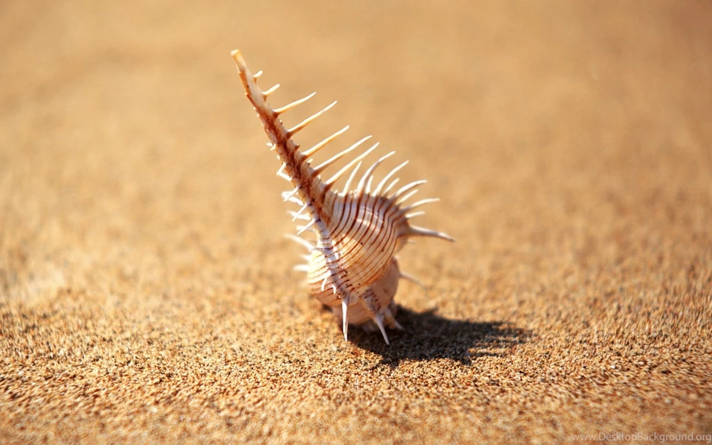 Shell Computer Wallpapers, Desktop Backgrounds
