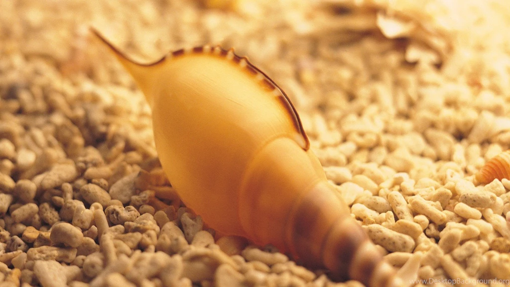 A Golden Shell By Beachside, Surrounding Scene Are Made Mere, It ...