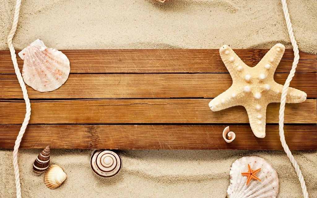 Shell Wallpapers For PC Desktop